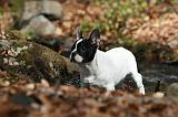 BOULEDOGUE FRANCAIS 1109